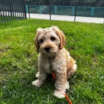 Roti, a labradoodle puppy, sitting on the grass