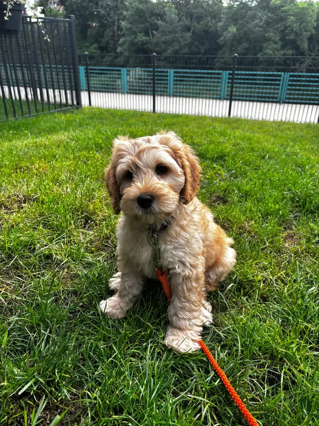 Roti, a labradoodle puppy, sitting on the grass with an orange lead